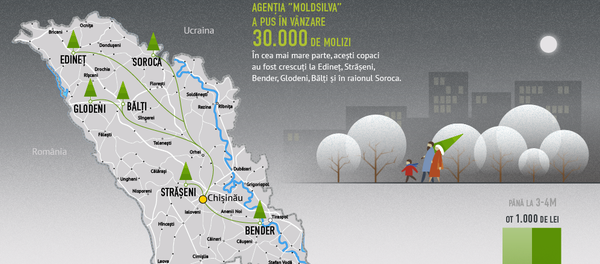 Cât costă brazii de Crăciun - Sputnik Moldova