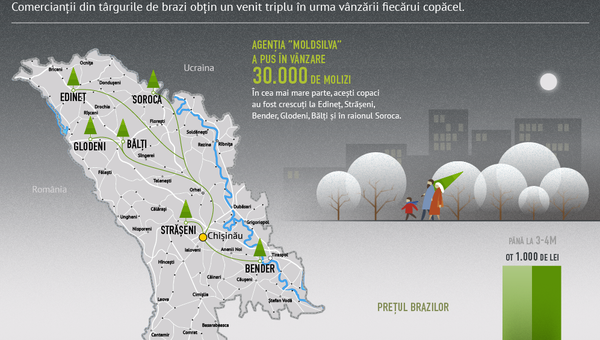 Cât costă brazii de Crăciun - Sputnik Moldova