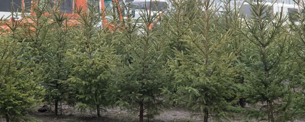 Елочный базар. Елочный базар. - Sputnik Молдова