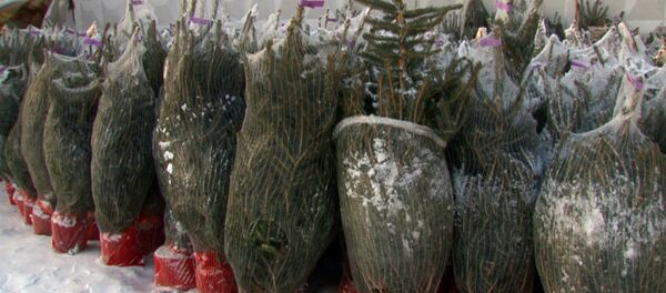 (Спутник)Как выбрать живую елку в горшке и сохранить до высадки в грунт (Спутник)Как выбрать живую елку в горшке и сохранить до высадки в грунт - Sputnik Молдова