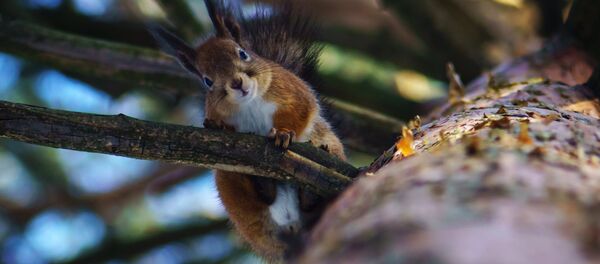 Парк Сосновка в Санкт-Петербурге - Sputnik Moldova