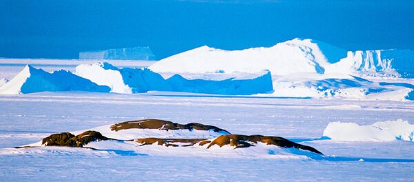 Антарктида Антарктида - Sputnik Молдова