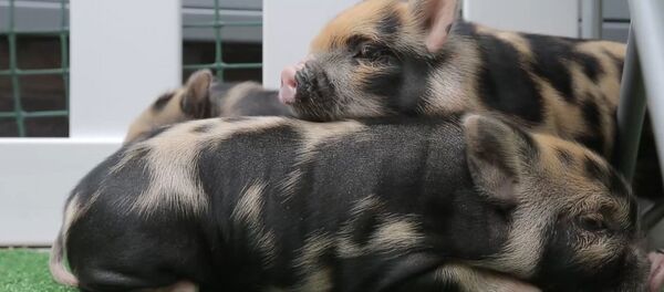 Комната Пятачка для студентов, или Карликовые свиньи как средство от стресса Комната Пятачка для студентов, или Карликовые свиньи как средство от стресса - Sputnik Молдова