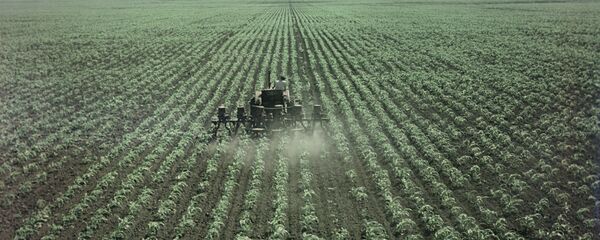 Подкормка кукурузы - Sputnik Moldova-România