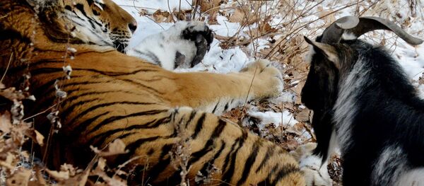 В Приморском Сафари-парке амурский тигр подружился с козлом - Sputnik Молдова