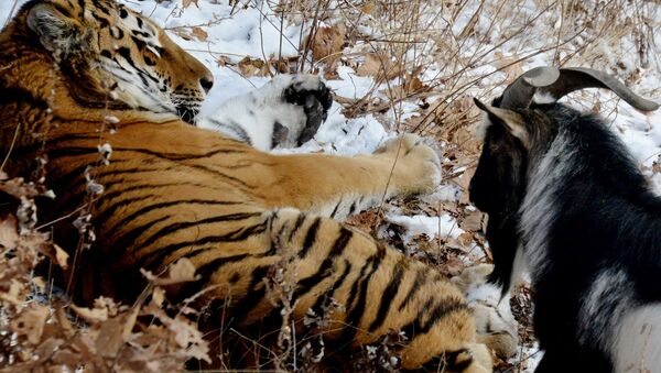В Приморском Сафари-парке амурский тигр подружился с козлом - Sputnik Молдова