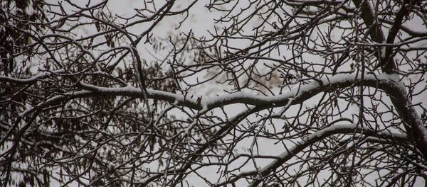 В Молдове выпал первый снег - Sputnik Молдова