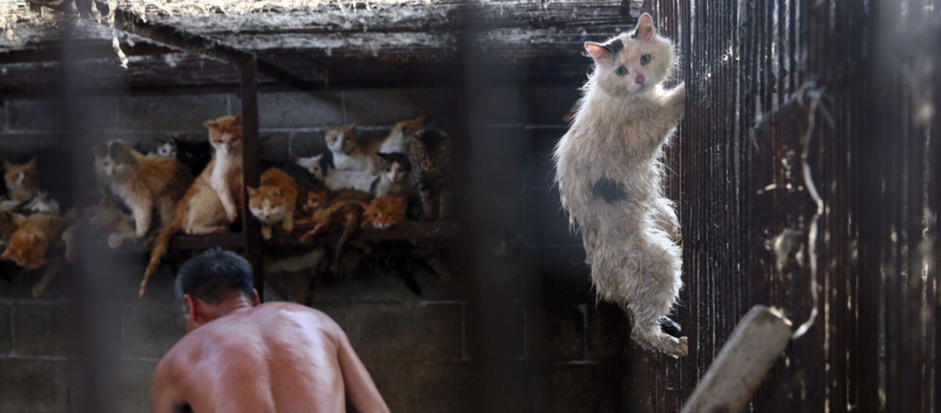 Кот пытается сбежать со скотобойни в Китае, где местные жители употребляют в пищу мясо кошек и собак - Sputnik Moldova-România, 1920, 13.09.2018