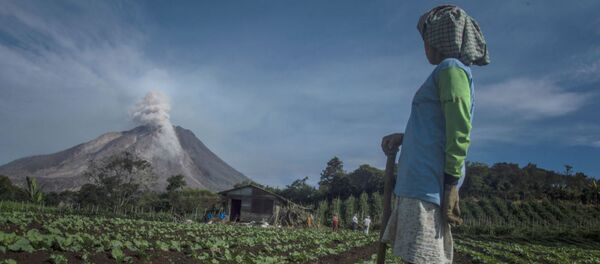 Индонезийский фермер в районе Каро смотрит на дым и пепел извергающего вулкана Синабунг Индонезийский фермер в районе Каро смотрит на дым и пепел извергающего вулкана Синабунг - Sputnik Moldova-România
