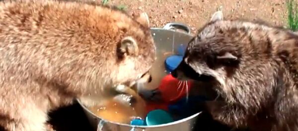 Еноты Маша и Артем мыли посуду и плескались в ушате с водой - Sputnik Молдова