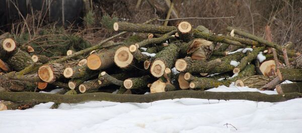 Дрова - Sputnik Moldova-România