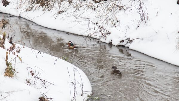 Зима природа река утка парк - Sputnik Молдова