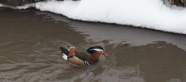 Зима природа река  - Sputnik Молдова