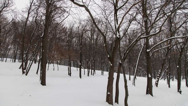 Зима природа парк - Sputnik Moldova