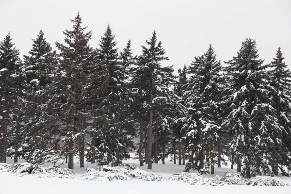 Ели предстают настоящими хозяевами природы зимой даже после новогодних праздников. - Sputnik Молдова