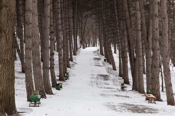 Arborii de pe marginea cărăruşelor din parc amintesc bolta unui templu gotic. - Sputnik Moldova