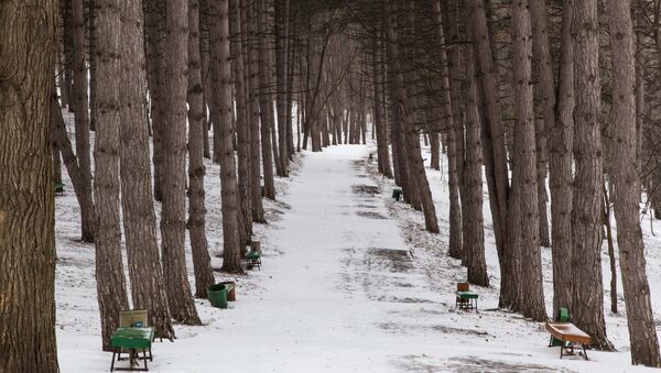 Деревья по обочине парковой дорожки напоминают свод в готическом соборе. - Sputnik Moldova
