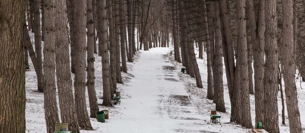 Деревья по обочине парковой дорожки напоминают свод в готическом соборе. - Sputnik Молдова