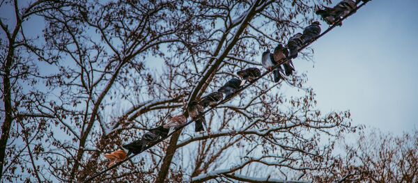 Коллективное бессознательное по-птичьи. - Sputnik Moldova