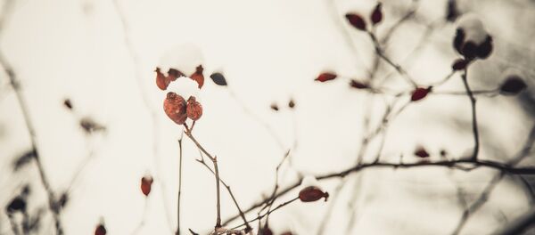 Зима погода снег снегопад метель непогода метео Iarnă meteo vreme zăpadă viscol nameți - Sputnik Moldova