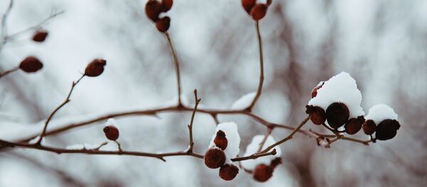 Сколько снега выдержит эта ветка?.. Сколько снега выдержит эта ветка?.. - Sputnik Moldova