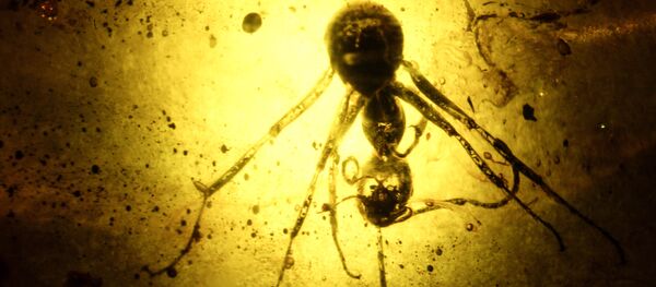 Коллекция инклюзов геологического музея имени Вернадского - Sputnik Moldova