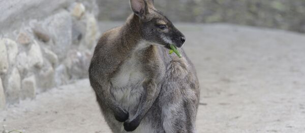 Кенгуру в Московском зоопарке - Sputnik Moldova