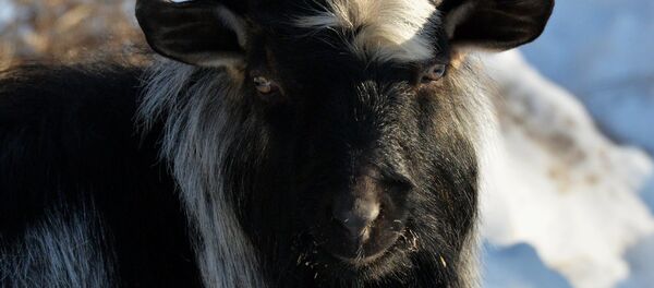 Козел Тимур в вольере Приморского сафари-парка. Козел Тимур в вольере Приморского сафари-парка. - Sputnik Молдова