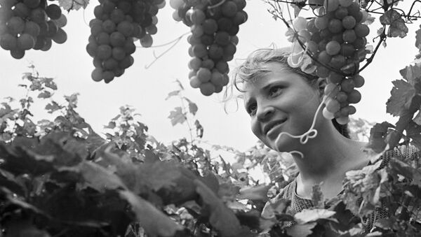 Жительница Молдавии собирает виноград - Sputnik Moldova