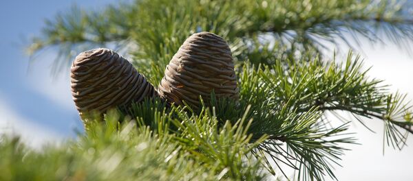 Шишки кедра. Шишки кедра. - Sputnik Молдова