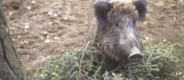 Кабан Кабан - Sputnik Молдова