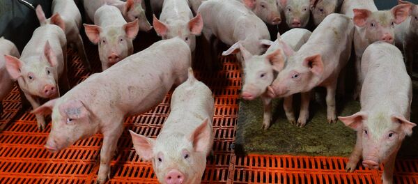 Работа свинокомплекса в Челябинской области - Sputnik Moldova