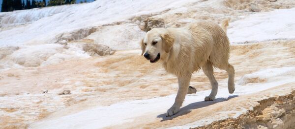 Лабрадор - Sputnik Moldova-România
