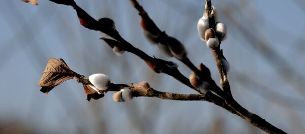 Национальный парк Земля леопарда - Sputnik Moldova