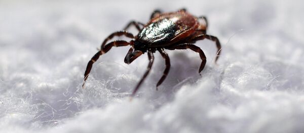 Исследование клещей в паразитологической лаборатории - Sputnik Moldova