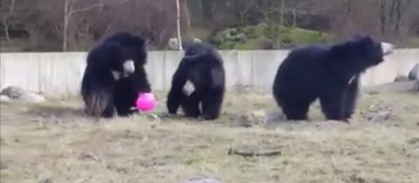 Лучшие игроки в футбол - это медведи - Sputnik Молдова