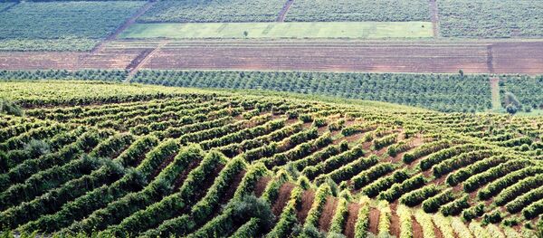 Виноградники в Молдавии - Sputnik Молдова