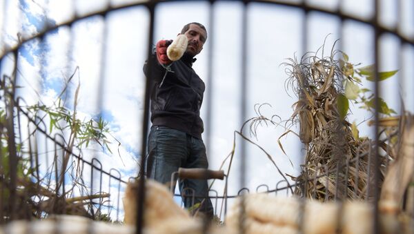 Porumb, recoltare. Уборка кукурузы в Абхазии - Sputnik Moldova