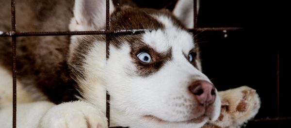 Питомник ездовых собак в Карелии - Sputnik Moldova