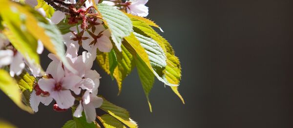 Цветение сакуры в Южно-Сахалинске Цветение сакуры в Южно-Сахалинске - Sputnik Молдова