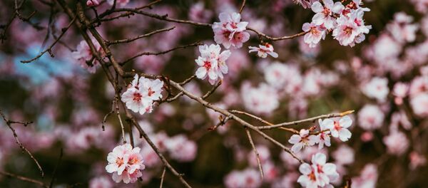 Весна - Sputnik Moldova