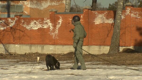 Российские саперы с собаками разминировали поле перед отправкой в Пальмиру - Sputnik Молдова
