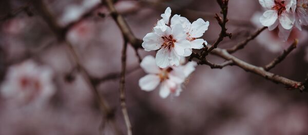 Весна - Sputnik Moldova