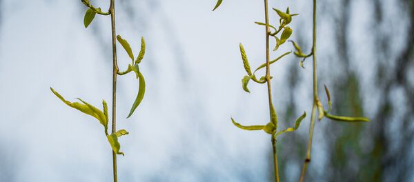 Весна Весна - Sputnik Молдова