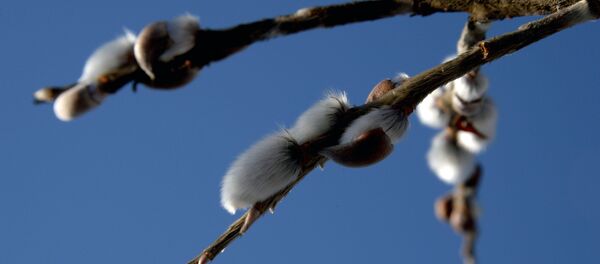 Salcie. Ива. - Sputnik Moldova