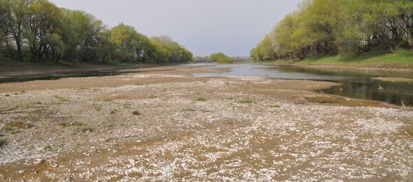 Обмеление Днестра, апрель 2016 г Обмеление Днестра, апрель 2016 г - Sputnik Молдова
