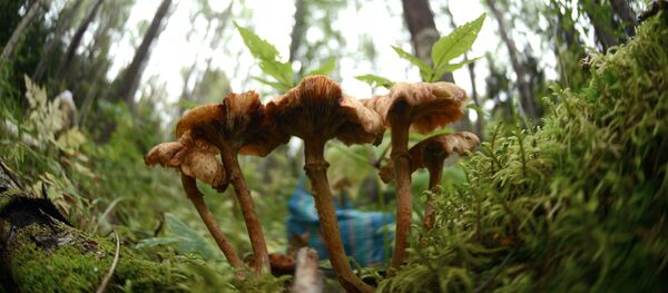 Грибы опята в лесу. - Sputnik Молдова