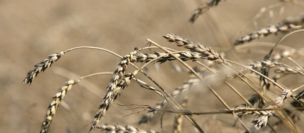 Пшеница - Sputnik Молдова