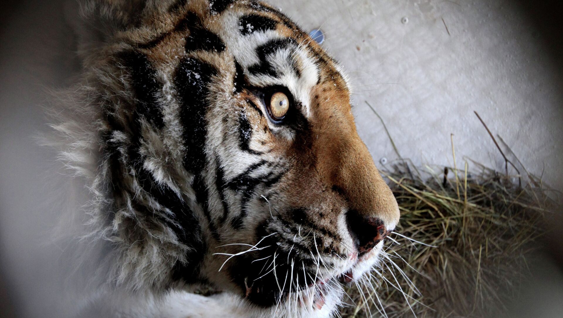 Спасенного амурского тигра доставили в сафари-парк - Sputnik Молдова, 1920, 08.02.2021