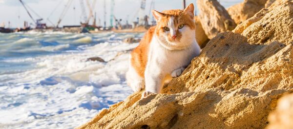 Коту Мостику, живущему у Керченской переправы, найдут невесту в Крыму Коту Мостику, живущему у Керченской переправы, найдут невесту в Крыму - Sputnik Молдова